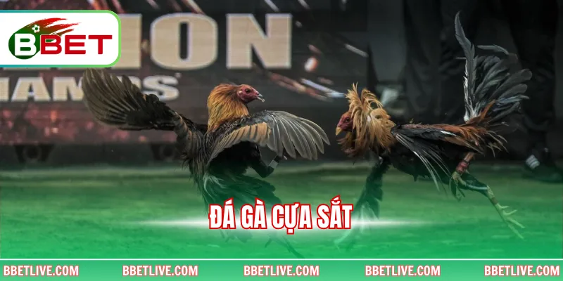 Đá Gà Cựa Sắt